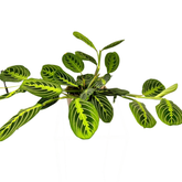 Marantha, planta care se roagă, D50 cm